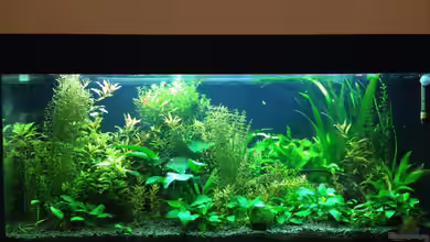 Mein Gesellschafts-Dschungel von Americano