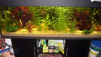 Mein Gesellschaftsbecken von Patrick Adler