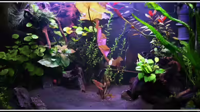 Mein kleiner Traum (dient nur noch als Beispiel) von mooni