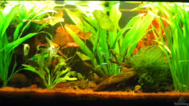 Mein kleiner Unterwasserdschungel-gibts nicht mehr von Opodeldok