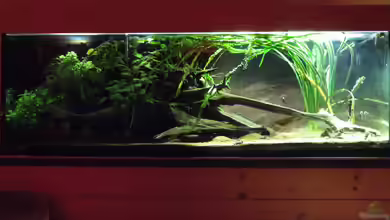 Mein kleines Afrika von db