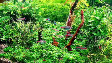 mein kleines Amazonas Scape von odin 68