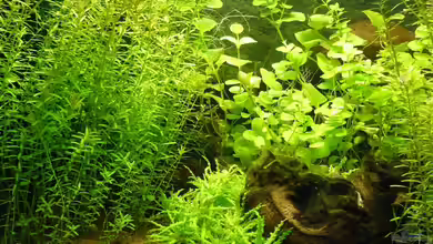 Mein kleines Braunes von A. G.