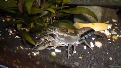 Mein Krebsbecken von Marci