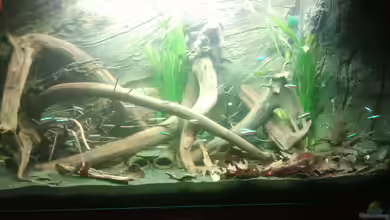 Mein Rio Tapajos von Goldi 1977