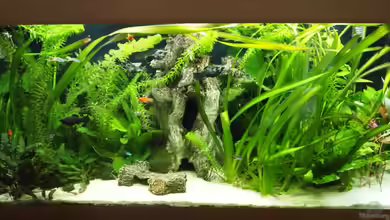 Mein Ruhe Pool von Michael Schmidt