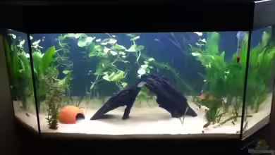 Mein Südamerika Becken von Guppy26