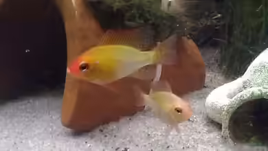 Mein Südamerikatraum ) von Tobi L.