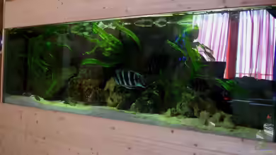 Mein Tanganjika (nur noch als Beispiel) von stonis-home