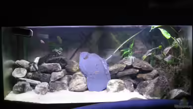 Mein Tanganjikabecken von Sebastian Jeutter