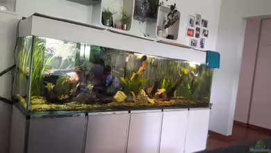 Mein Traum vom Amazonas von AmazonasFreak91