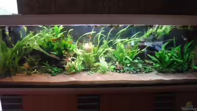 Mein Traum von moskito242