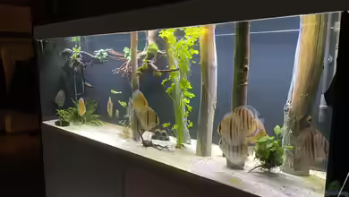 Mein Wunsch von Tobi2013