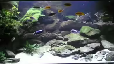 mein zweites Becken von Hedylein