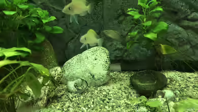 Meine Erlebnisse mit Neolamprologus caudopunctatus