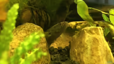 Meine Red Fins