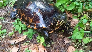 Meine Schildkröte Morla
