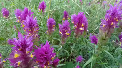 Melampyrum arvense im Garten pflanzen