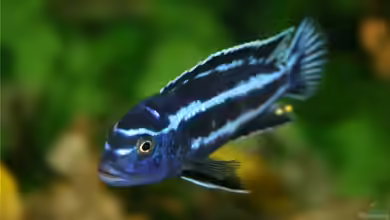Melanochromis-Arten im Aquarium halten