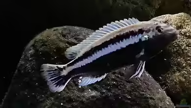 Melanochromis auratus im Aquarium halten