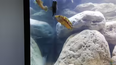 Melanochromis baliodigma im Aquarium halten