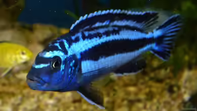 Melanochromis maingano im Aquarium halten