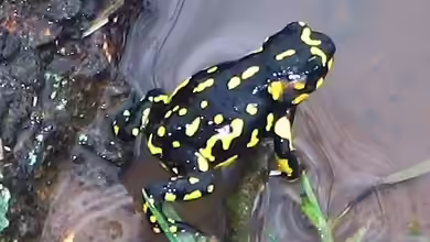 Melanophryniscus klappenbachi im Terrarium halten