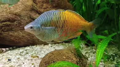 Melanotaenia boesemani im Aquarium halten