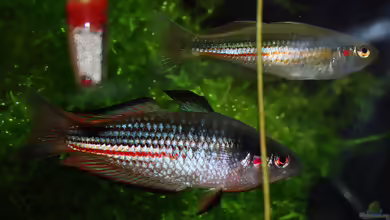 Melanotaenia duboulayi im Aquarium halten