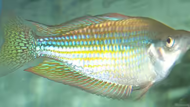 Melanotaenia fluviatilis im Aquarium halten