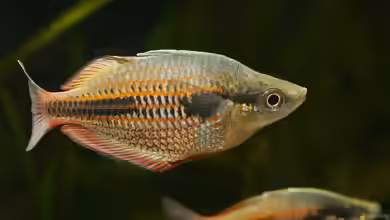 Melanotaenia lakamora im Aquarium halten