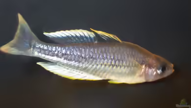Melanotaenia pygmaea im Aquarium halten