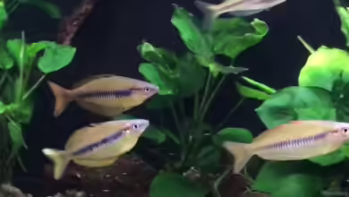 Melanotaenia sikuensis im Aquarium halten
