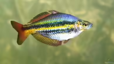 Melanotaenia solata im Aquarium halten