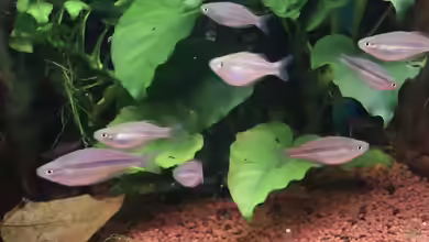 Melanotaenia utcheensis im Aquarium halten