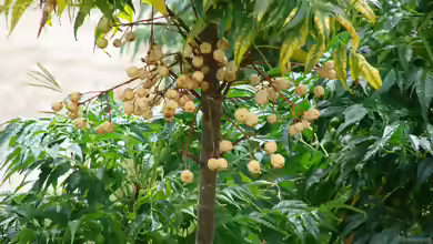 Melia azedarach im Garten pflanzen