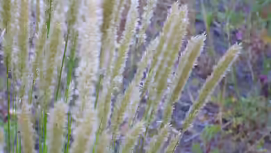 Melica ciliata im Garten pflanzen