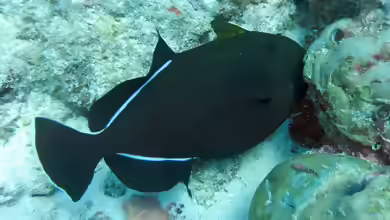 Melichthys indicus im Aquarium halten