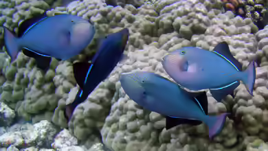 Melichthys niger im Aquarium halten