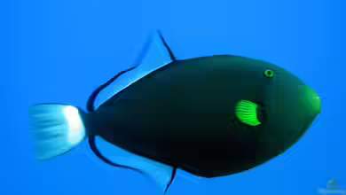Melichthys vidua im Aquarium halten