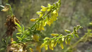 Melilotus officinalis im Garten pflanzen
