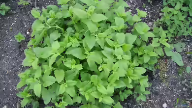 Melissa officinalis am Gartenteich