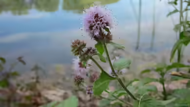 Mentha aquatica am Gartenteich