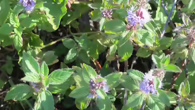 Mentha gentilis am Gartenteich