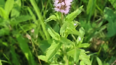 Mentha spicata am Gartenteich