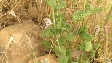 Mentha suaveolens am Gartenteich