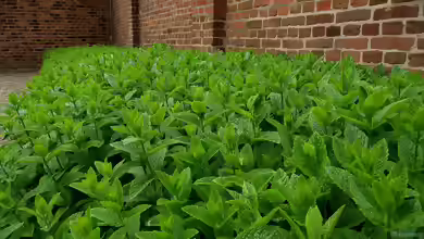Mentha x piperita am Gartenteich