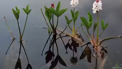 Menyanthes trifoliata am Gartenteich