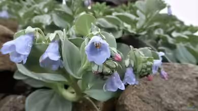 Mertensia maritima im Garten pflanzen