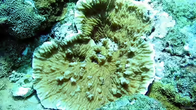 Merulina scabricula im Aquarium halten